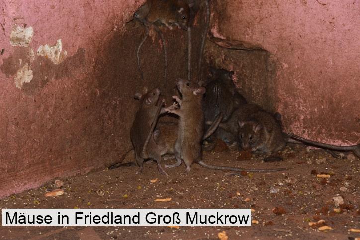 Mäuse in Friedland Groß Muckrow